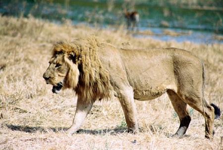 lion